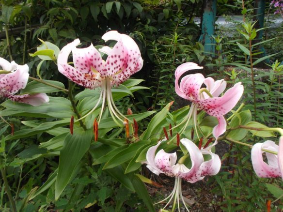 A set of beautiful flowers, which are facing downwards with their petals elegantly curled upwards, and their stamens hanging down.  The flower petals are white on the edges, and have a profusion of hot pink dots in the center.