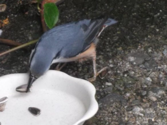 The photo shows a bird with a blue-grey black gracefully bent over to pluck one of the few remaining sunflower seeds with its beak.